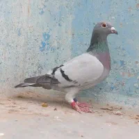 پلاکی مسافتی عراق نامبروان درجه یک|پرنده|اهواز, کمپلو شمالی|دیوار