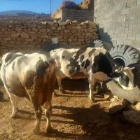 گاو|حیوانات مزرعه|بجنورد, |دیوار