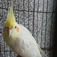 لوتیتو نر جوان و دستی