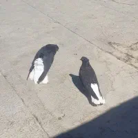 کفتر دم سفیده گم شده