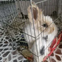 خرگوش لپی بامزه