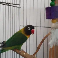 کوتوله برزیلی فیشر نقاب دار