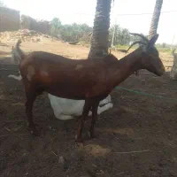 بز مورسیا نژاددارابستن وشیری