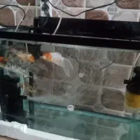 آکواریوم شرکتی شیشه خم با ماهی کوی