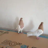 کبوتر کله زرد|پرنده|هریس, |دیوار