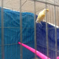 قناری نر|پرنده|نیشابور, دارایی|دیوار