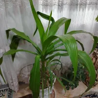 گل وگیاه طبیعی