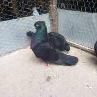 سیاه چشم نوک سفید