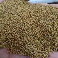 بذر یونجه  درجه یک