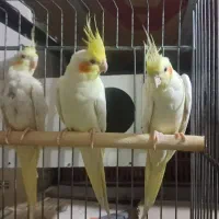 فروش عروس هلندی