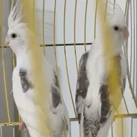 عروس هلندی دوکت راهب گرینچک|پرنده|شیراز, شهرک والفجر|دیوار