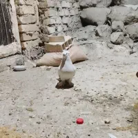 کفتر|پرنده|یزد, |دیوار