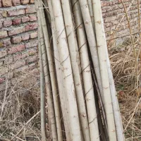 نهال صنوبر اصلاح شده رشد سریع بازدهی بالا