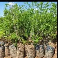 کاشت گل‌گیاه