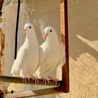 کفتر کبوتر گرو طلا پرشی
