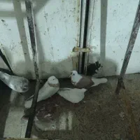 4عدد کبوتر گرفتنی سالم سرحال