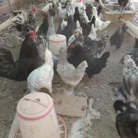 تخم مرغ نطفه دار گلین چهل تاج خال سوزنی وطوسی