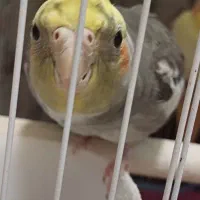 عروس نر ۴۵۰|پرنده|لاهیجان, شیشه گران|دیوار