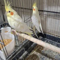مرغ عشق عروس هلندی|پرنده|بوئین زهرا, |دیوار
