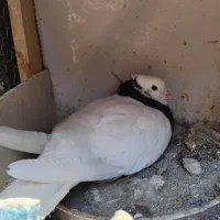چند عدد کفتر|پرنده|اصفهان, آزادان|دیوار