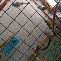 مرغ عشق|پرنده|قشم, |دیوار