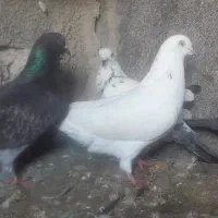 کبوتر|پرنده|رودسر, |دیوار