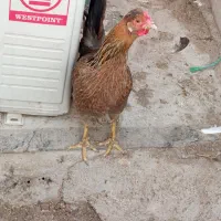 مرغ و خروس