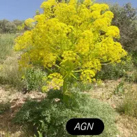 نهال آنغوزه شیرین.درگز|خدمات باغبانی و درختکاری|اصفهان, بهارستان|دیوار