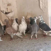 کفتر پلاکی|پرنده|شیراز, پانصد دستگاه ارتش|دیوار