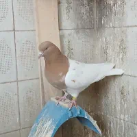 کبوتر کله ای