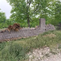 باغ درختان گیلاس گردو