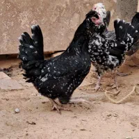 مرغ خروس گلین فول کیفیت