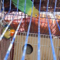 طوطی برزیلی *مورد عشق پروانی*فنچ کرواتی|پرنده|بهبهان, |دیوار