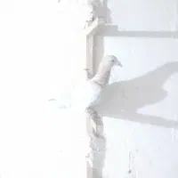 جوجه سار|پرنده|بجنورد, |دیوار