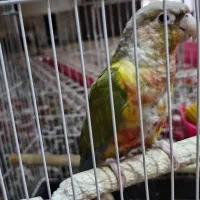 جفت طوطی گرینچیک مولد