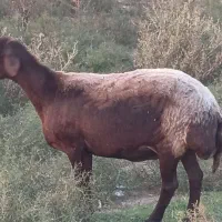 گوسفند و بزغاله ونر ه داشتی