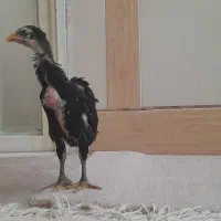 جوجه لاری مشکی درجه یک