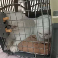 واگذاری گربه اسکاتیش با بریتیش پرشین|گربه|تهران, جردن|دیوار