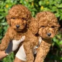 توی پودل / ردلایت / درجه کیفی+A|سگ|تهران, تهرانسر مرکزی|دیوار