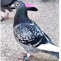 کبوتران مسافتی و دورگ تهرانی مسافتی