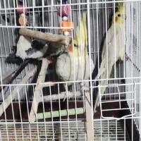 عروس هلندی|پرنده|نقده, |دیوار