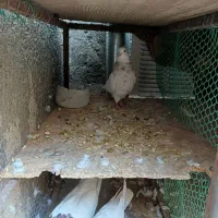 طوق هفرنگ|پرنده|فردوس (خراسان), |دیوار