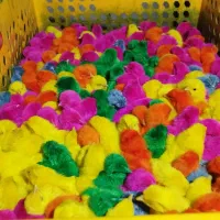 پخش جوجه رنگی|حیوانات مزرعه|گرگان, |دیوار