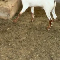 بوئر و صلال|حیوانات مزرعه|اراک, |دیوار