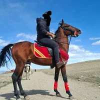اسب کرد|اسب و تجهیزات اسب‌سواری|اردبیل, |دیوار