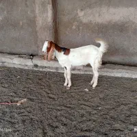 بز نر یا بیگ نر