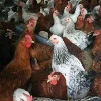 مرغ وخروس