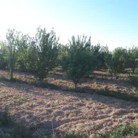 فروش فوری ۱۰۰۰مترباغ فنس کشی احمد آباد|فروش زمین و ملک کلنگی|اراک, |دیوار