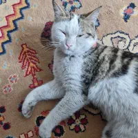 گربه خونگی شیطون