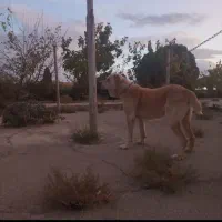 سگ الابای سفید|سگ|اصفهان, فرودگاه|دیوار